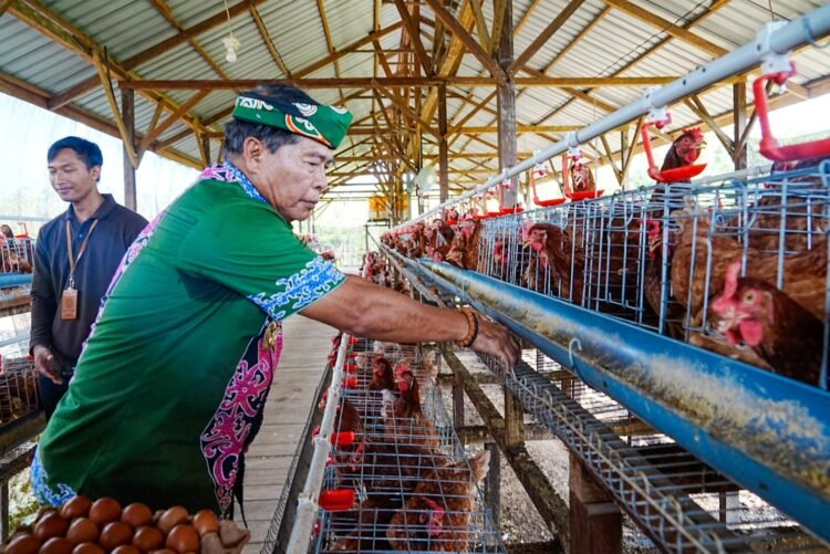 Gubernur Panen Perdana Ayam Petelur, Perkuat Ketahanan Pangan dan Gizi Masyarakat