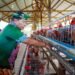 Gubernur Panen Perdana Ayam Petelur, Perkuat Ketahanan Pangan dan Gizi Masyarakat 
