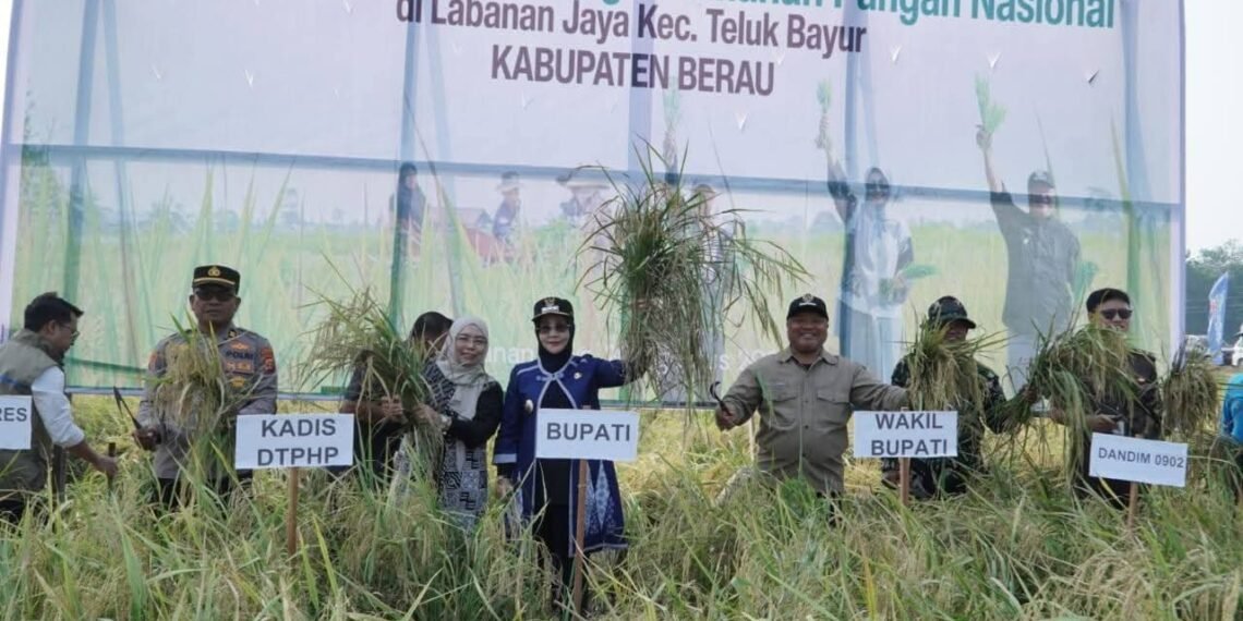 Produksi Padi Tertekan Kemarau, Berau Siapkan Pertanian Modern