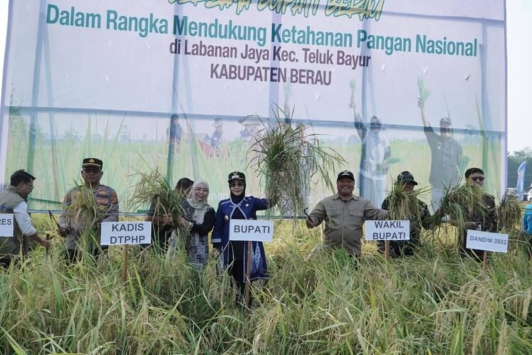 Produksi Padi Tertekan Kemarau, Berau Siapkan Pertanian Modern