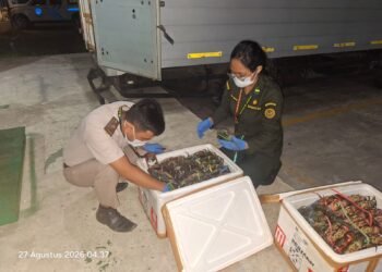 Ekspor Kepiting Jalan, Data Populasi Kaltara Belum Terpetakan