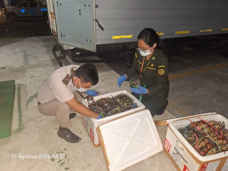 Ekspor Kepiting Jalan, Data Populasi Kaltara Belum Terpetakan