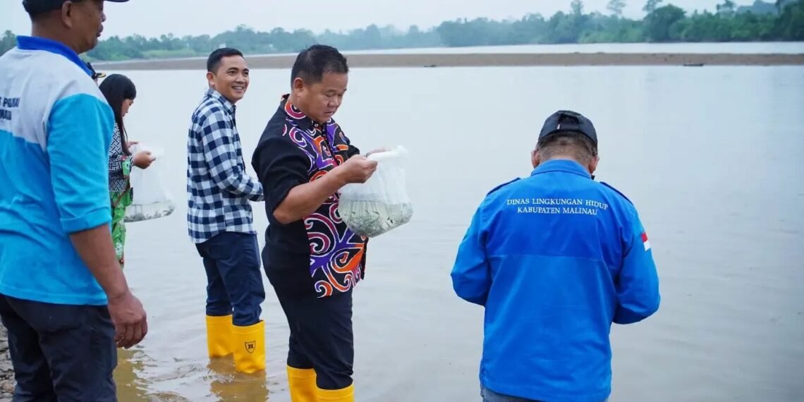 Jaga Ekosistem Sungai Sesayap, 20 Ribu Benih Patin Dilepas