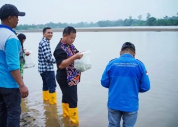 Jaga Ekosistem Sungai Sesayap, 20 Ribu Benih Patin Dilepas