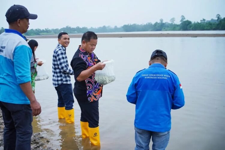 Jaga Ekosistem Sungai Sesayap, 20 Ribu Benih Patin Dilepas