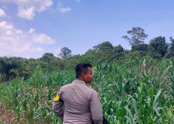 Polisi Kawal Penanaman Jagung di Sekatak