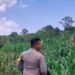Polisi Kawal Penanaman Jagung di Sekatak