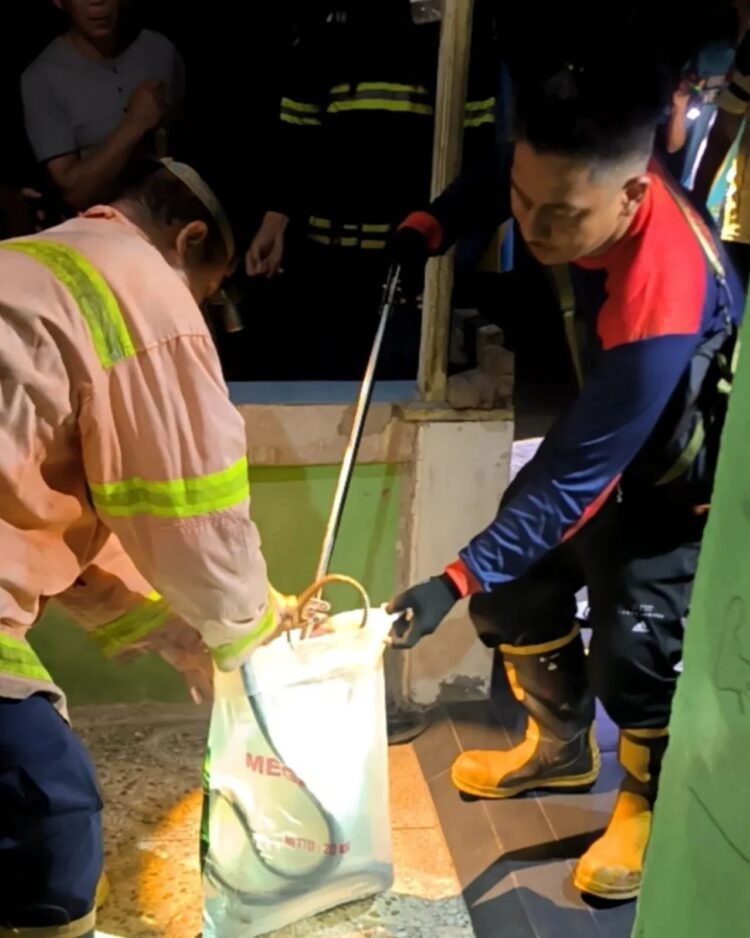 Dari Ular hingga Buaya, PMK Tarakan Tangani 318 Operasi Non-Kebakaran