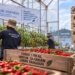 Cabai Berulang Tekan Inflasi Tarakan, BI Dorong Budidaya Greenhouse