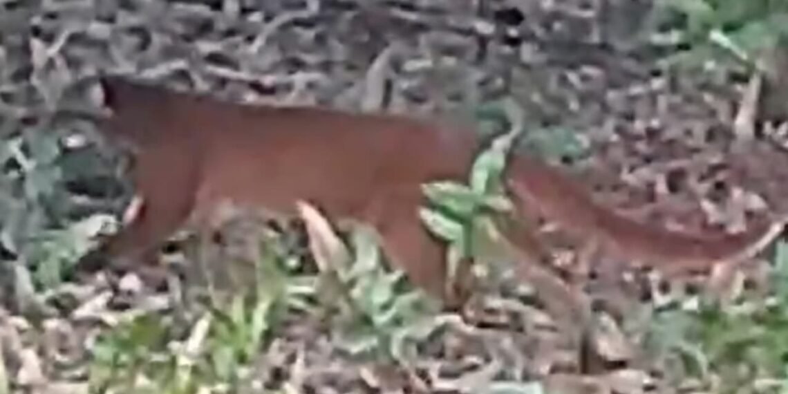 Kucing Merah Terekam di Krayan Timur, Lokasi Berjarak 2 Km dari TNKM
