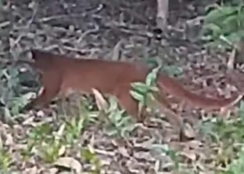 Kucing Merah Terekam di Krayan Timur, Lokasi Berjarak 2 Km dari TNKM