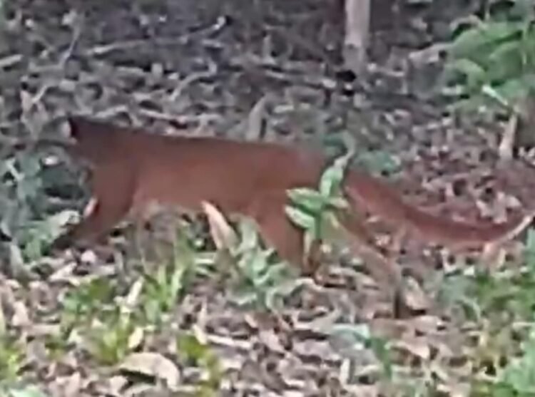 Kucing Merah Terekam di Krayan Timur, Lokasi Berjarak 2 Km dari TNKM