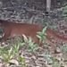 Kucing Merah Terekam di Krayan Timur, Lokasi Berjarak 2 Km dari TNKM