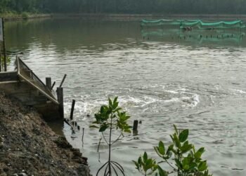 Panen Perdana AMA di Liagu, Petambak Masih Evaluasi Hasil Budidaya
